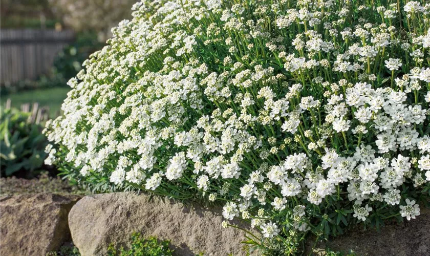 Arabis caucasica 'Grandiflora Superba'