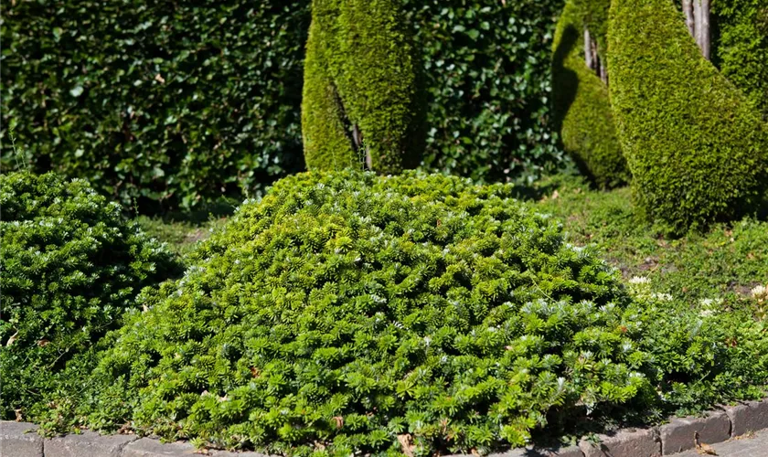 Abies koreana 'Compact Dwarf'