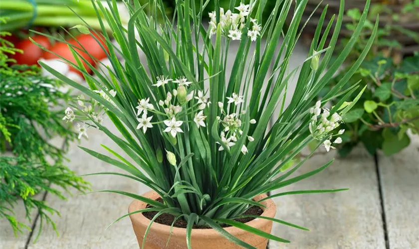 Allium tuberosum 'Monstrosum'