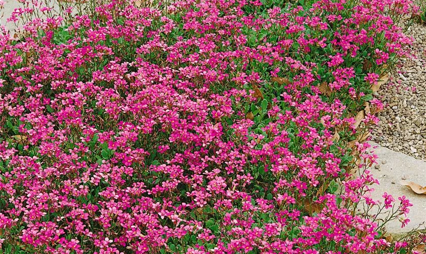 Garten-Gänsekresse 'La Fraicheur'