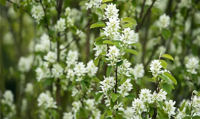 Felsenbirne 'Edelweiss'