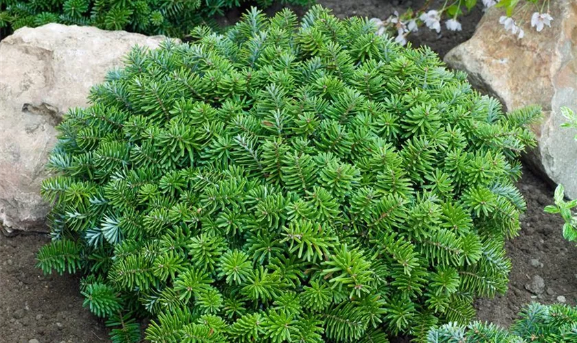 Abies koreana 'Dark Hill'