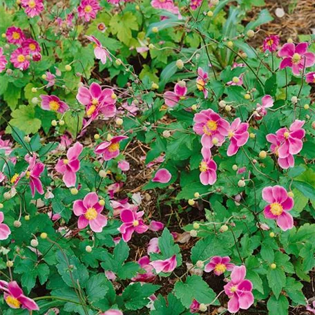 Anemone tomentosa