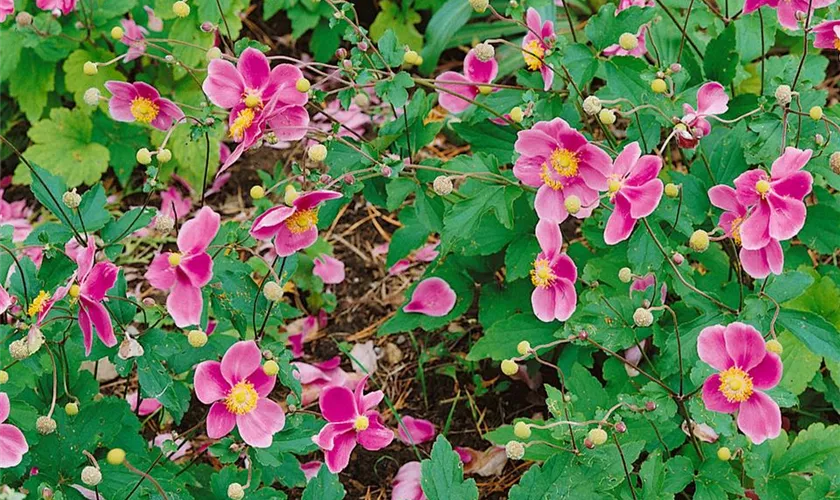 Filzige Herbst-Anemone