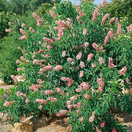 Kalifornische Rosskastanie 'Canyon Pink'