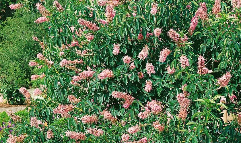 Aesculus californica 'Canyon Pink'