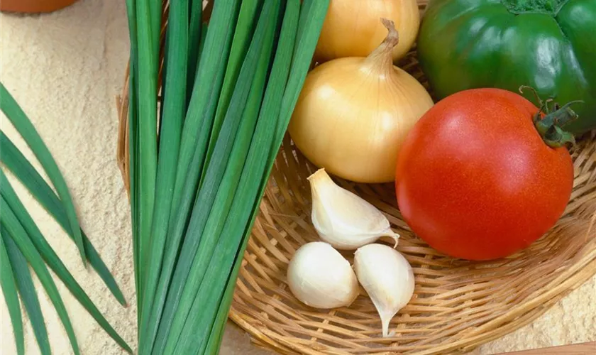 Allium tuberosum 'Wagners Kobold'