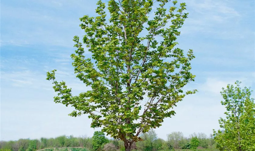 Acer platanoides 'Emerald Queen'