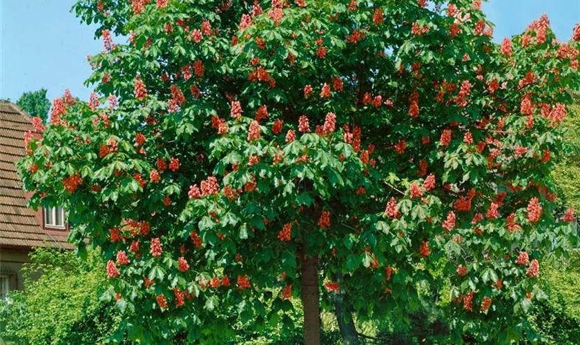 Aesculus carnea, Stamm