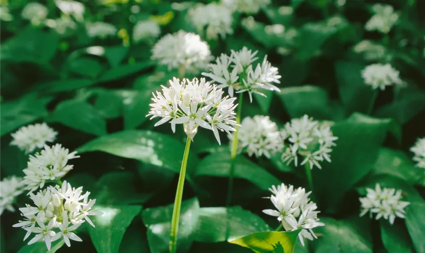 Allium ursinum 'Würzwunder'