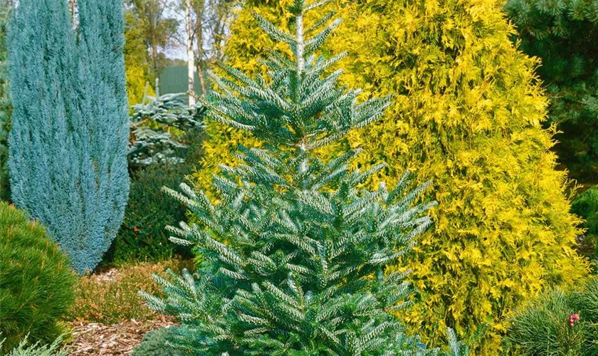 Abies koreana 'Eisregen'