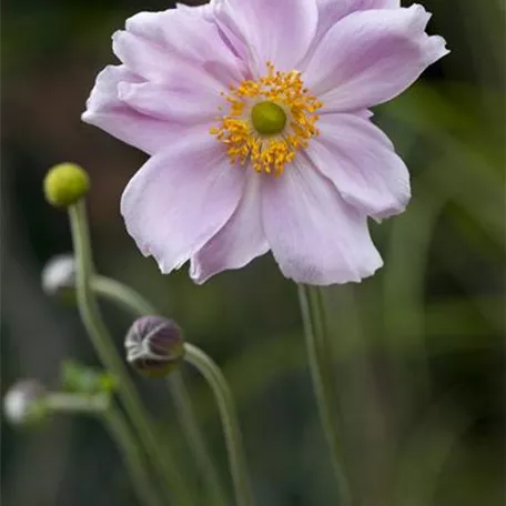 Anemone tomentosa 'Septemberglanz'