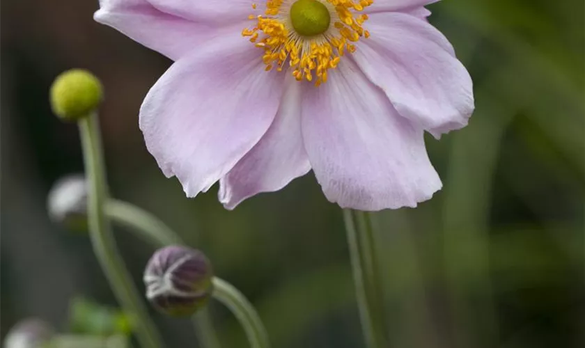 Filzige Garten-Herbst-Anemone 'Septemberglanz'