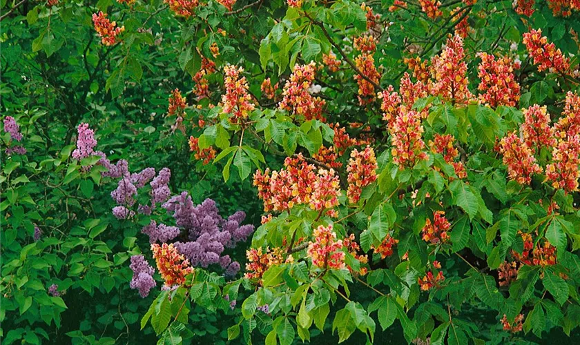 Aesculus carnea 'Briotii', Stamm