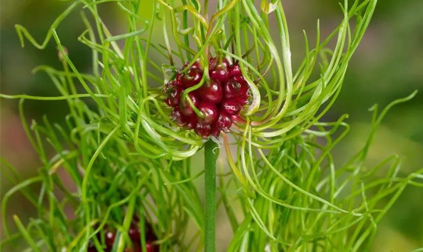 Allium vineale 'Hair'