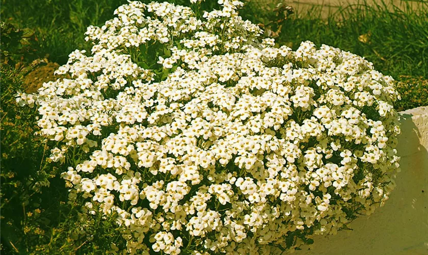 Garten-Gänsekresse 'Pixie Cream'