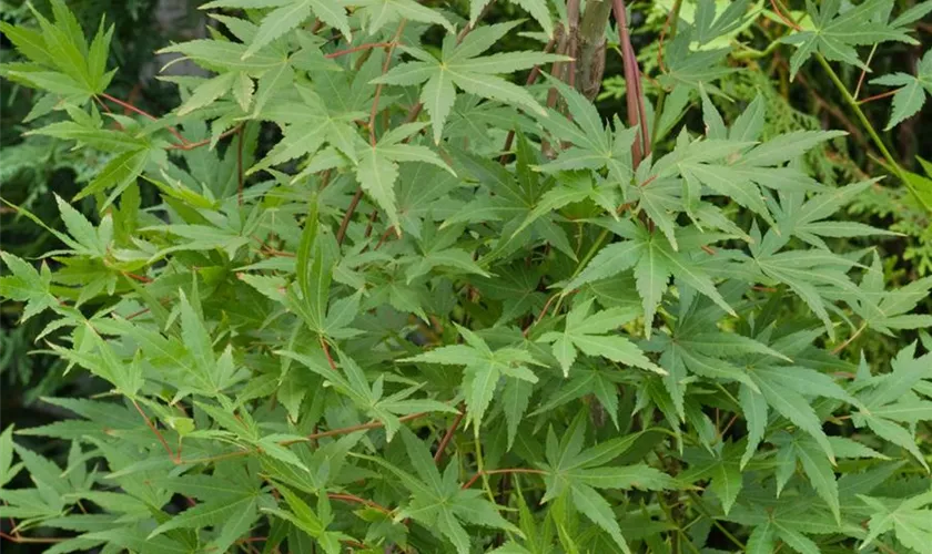 Acer palmatum 'Hagoromo'