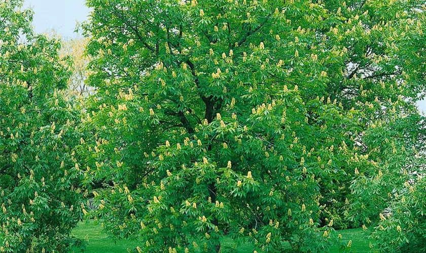 Aesculus glabra