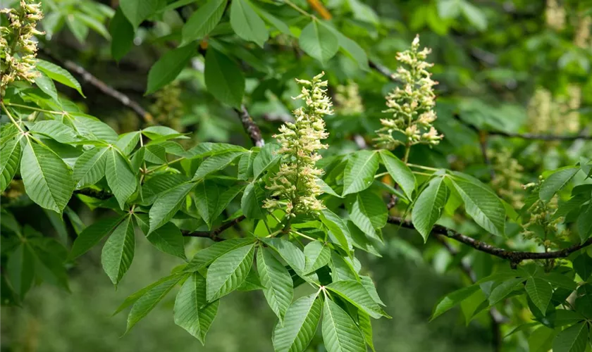 Aesculus glabra 'October Glory'