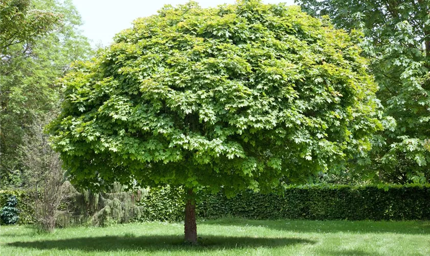 Acer campestre 'Globosum'