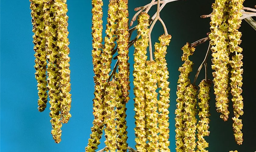 Alnus glutinosa 'Aurea'