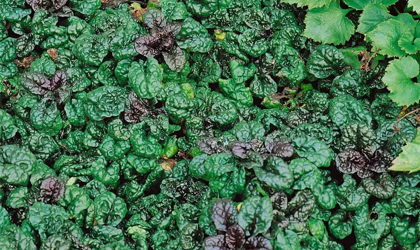 Ajuga pyramidalis 'Green Crispa'