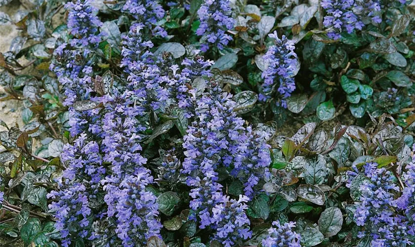 Ajuga pyramidalis 'Red Crispa'