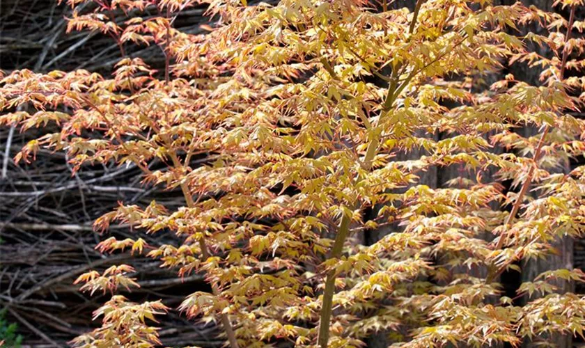 Acer palmatum 'Hatsukoi'