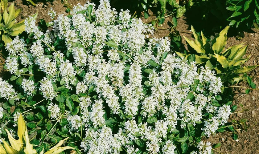 Ajuga reptans 'Alba'