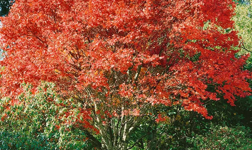 Acer palmatum 'Helena'