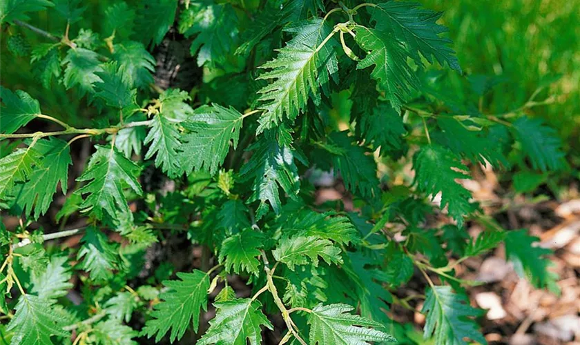 Alnus glutinosa 'Quercifolia'