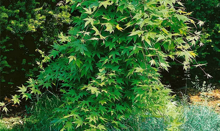 Acer palmatum 'Heptalobum'