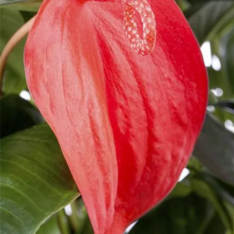 Anthurium x scherzerianum