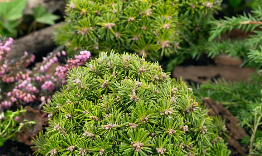 Abies koreana 'Nadelkissen', Stamm