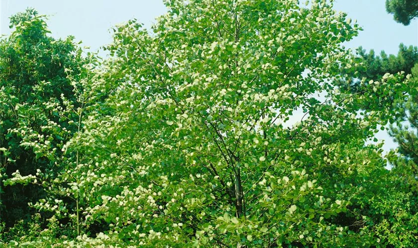 Alnus incana 'Aurea'