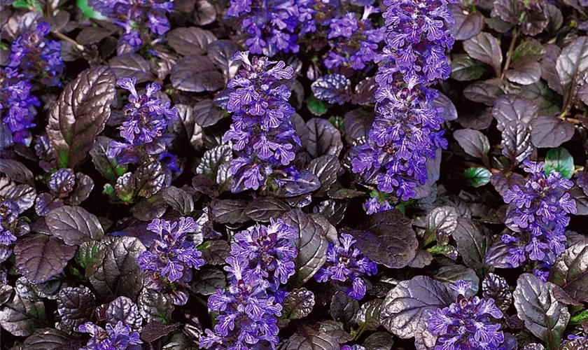 Ajuga reptans 'Braunherz'