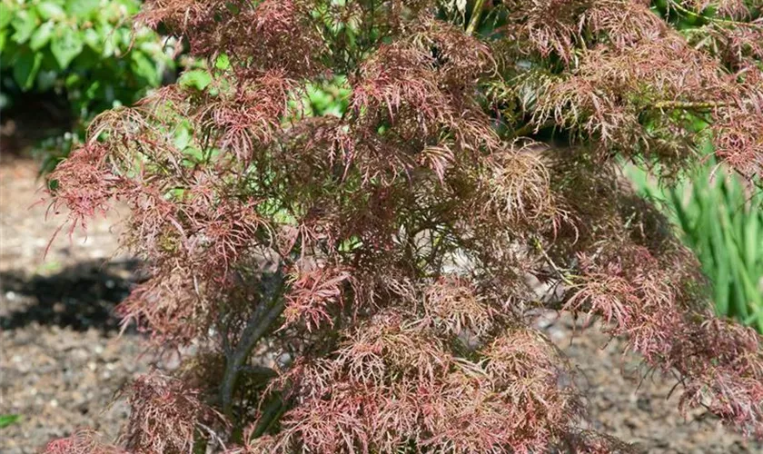 Acer palmatum 'Hessei'