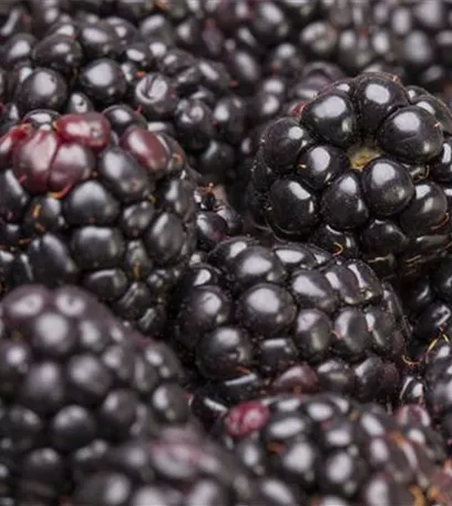 Brombeeren – wilde Leckereien mit langer Tradition