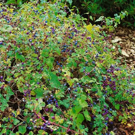 Ampelopsis brevipedunculata var. maximowiczii