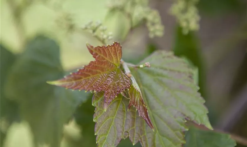 Ussuri-Scheinrebe 'Variegata'