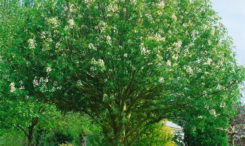 Aesculus hippocastanum 'Digitata'