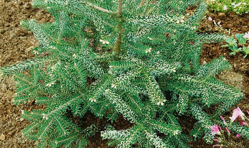 Abies koreana 'Silberglanz'