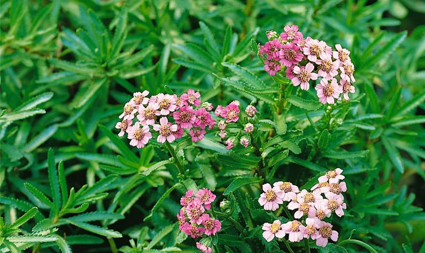 Garten-Bertrams-Garbe 'Stephanie Cohen'