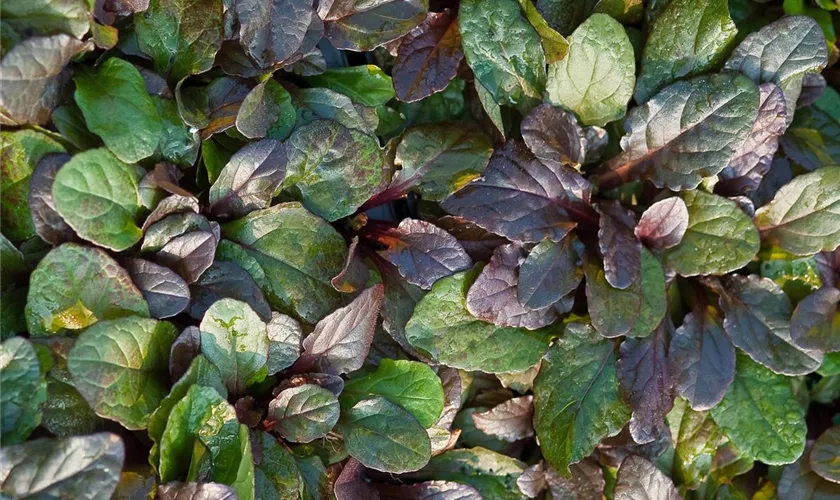 Ajuga reptans 'Bronze Beauty'