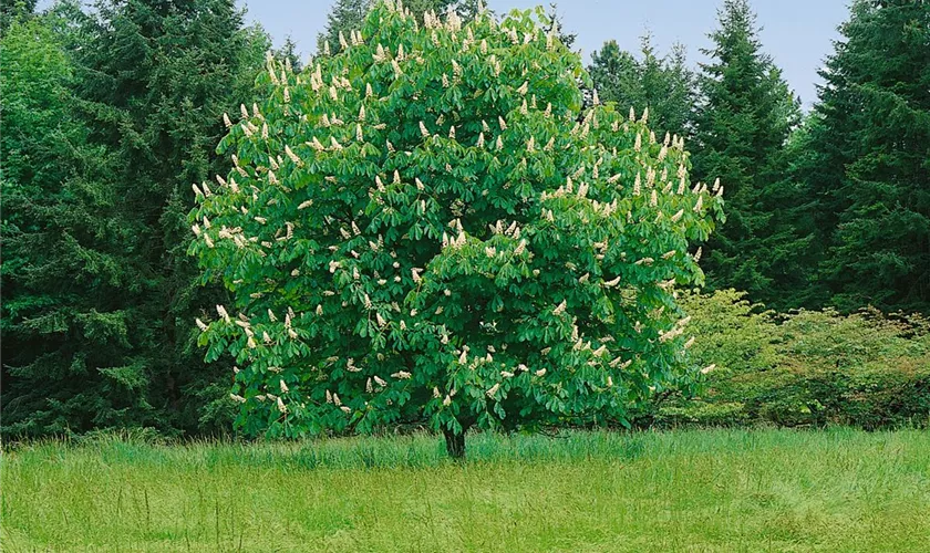 Aesculus hippocastanum 'Zagreb'