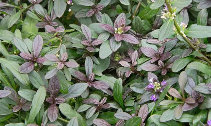 Ajuga reptans 'Mini Mahagoni'