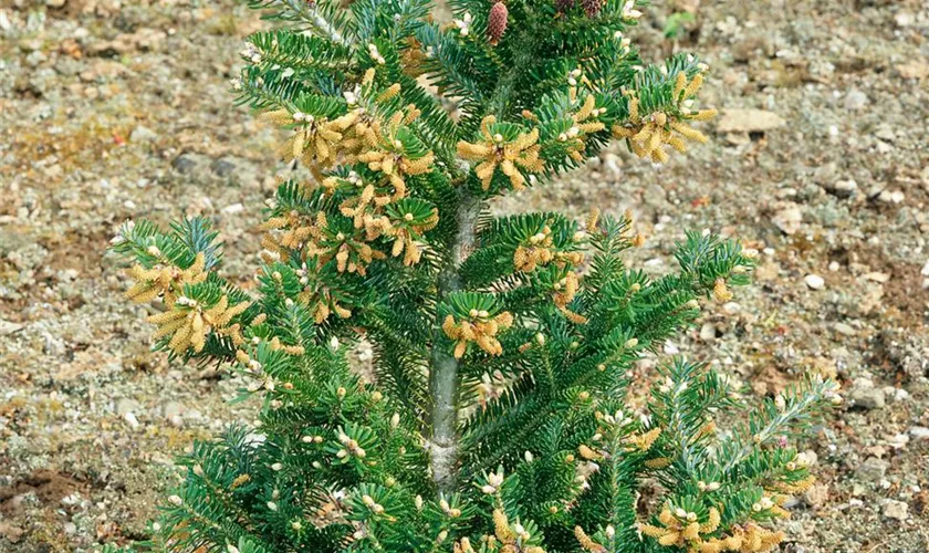 Abies koreana 'Prostrate Beauty'