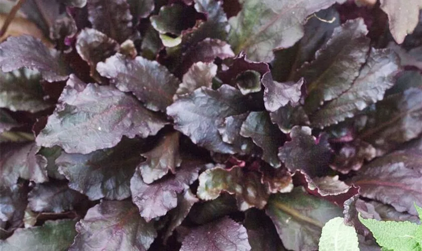 Ajuga reptans 'Evening Glow'