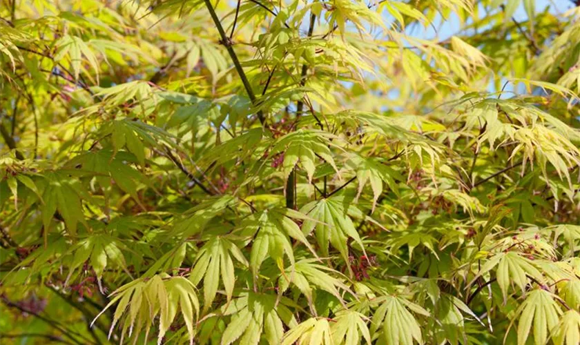 Acer palmatum 'Ibo Nishiki'