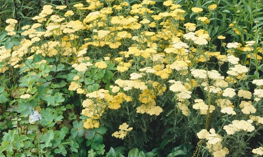 Achillea x lewisii 'King Edward'